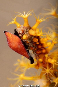 Cowry. by Mehmet Salih Bilal 